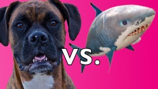 Brock the Boxer Dog vs Air Swimmer SHARK [upl. by Saunderson]