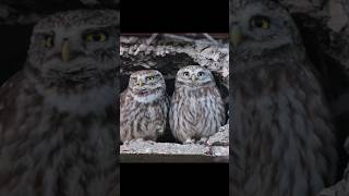 Little Owl Sounds [upl. by Ecirtemed692]