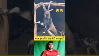 बकरा इंसानों की तरह बॉडी बना रहा है 😂 shorts goat goatshorts funnyshorts viralvideo [upl. by Elaen23]