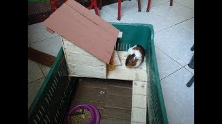 Como eu fiz a Casinha para o porquinho da Índia  How to make house for guinea pig [upl. by Aisena1]