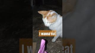 1 Ask for food  cat fitry shorts short cat cats yearofyou hollickcat [upl. by Jonell]