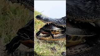 Crocodile Attacks Tortoise – Natures Most Shocking Battle [upl. by Schiffman]