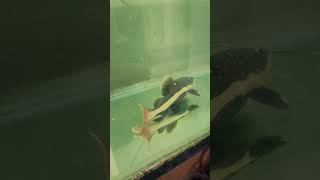 red tail catfish eating chicken hand feeding [upl. by Anes]