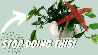 STOP KILLING YOUR PLANTS  beginner houseplant guide  plant care tips [upl. by Hasseman]