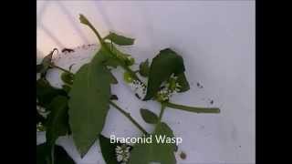 Wasp Larvae Hatching from Tomato Horn Worms [upl. by Ivanah]