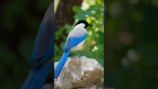 Azure winged Magpie magpies birdwatching forestbirds jungle [upl. by Alderman]