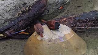 The Eastern Towhee Birds Campbelltown Australia [upl. by Dlonyar]