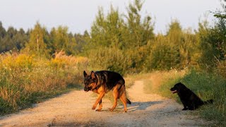 Z Binarowej w stronę góry Liwocz i Krygu  kolorowy sierpień [upl. by Maon]