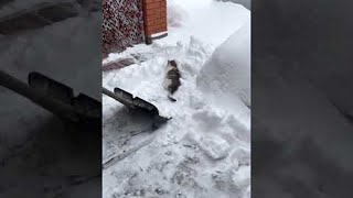 Cat Asks For Shovel Ride During Snow Removal  ViralHog [upl. by Atidnan]