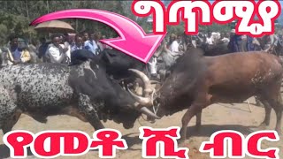 የመቶ ሺ ብሩ የበሬወች የግጥሚያ ውድድር Nurutubedonkeytube [upl. by Deedee457]