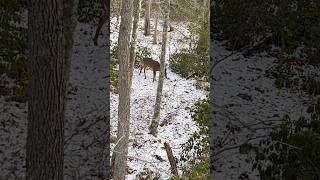 Small buck in Rhode Island forest [upl. by Atteynek]