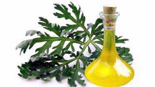 Wormwood Oil Health Benefits [upl. by Eimiaj]