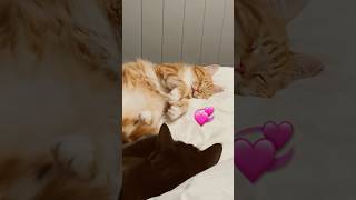 My cats having couvade syndrome 😄 exhausted sympathy cats cat cute furbabies cuddle love [upl. by Katerina]