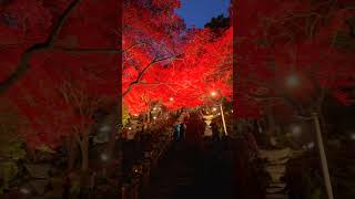 Daisen Autumn Leaves Mt Oyama Temple Kanagawa  Oyama Afuri Shrine [upl. by Maressa]