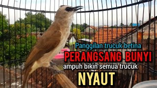 trucuk betina memanggil jantan ampuh buat pancingan trucukan agar bunyi jadikan trucukan gacor nyaut [upl. by Dlaner]