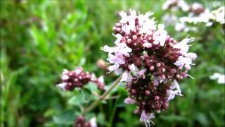 Oregano Origanum Vulgare  20120811 [upl. by Nnuahs]