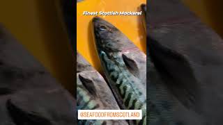 New season pelagic trawl Mackerel from Scotland globalfishing pelagicfishing mackerelfish scotch [upl. by Asseniv]