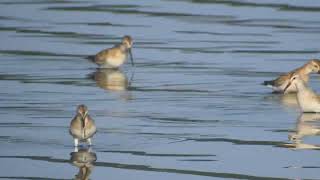 jespák křivozobý Calidris ferruginea Curlew Sandpiper Sichelstrandlaufer [upl. by Tnelc]