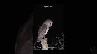 Barn Owl  tyto alba birdwatching [upl. by Katharina781]