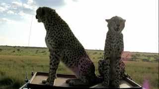 Cheetah Jumping up onto our Land Rover [upl. by Eulau187]