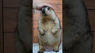 Marmot has a chubby chubby body [upl. by Loutitia]