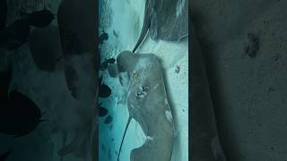 Thalassophobia shorts thalassophobia diving maldives explore stingray fish [upl. by Clerc]