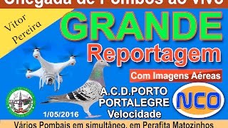 Chegada de Pombos de Portalegre ACD PORTO Campanha 2016 st [upl. by Bridges]