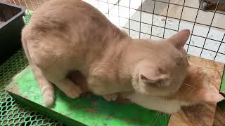 Cat in heat 😻  Bơ vs MiMo2  Munchkin Mate  Cat breeding 😺 [upl. by Ennayhc789]