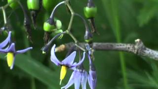 MyNature Apps Identifying Bittersweet Nightshade Solanum dulcamara [upl. by Erle]