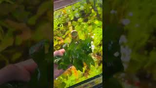 Nomaphila Siamensis aquarium plants [upl. by Nate]