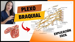 Plexo BRAQUIAL fácil [upl. by Len]