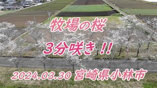 小林市 牧場の桜は３分咲き！ [upl. by Ahseinod]