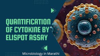 Quantification of Cytokine by ELISPOT Assay  Immunology  Microbiology In Marathi [upl. by Efthim]