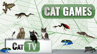 CAT Games  Froggy Frolics 🐸  Cat TV Videos For Cats to Watch 😼 [upl. by Aniral]