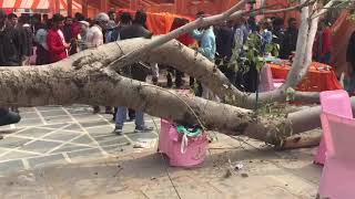 Old peepul tree falls on guests dining at Jaipur Literature Festival [upl. by Veljkov]