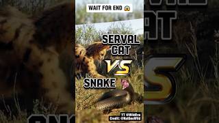 Cat VS Snake Serval Fights A Massive Snake 😱 [upl. by Tandy]