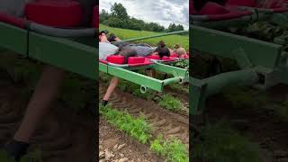 Carrot weeding on a tractorpulled platform in Germany [upl. by Quartis278]