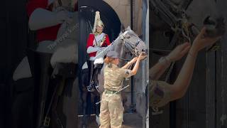 quotRegal Horses at Horse Guard Parade Steaming Hot Weather Hand Baths and Water Refusalquot Shorts [upl. by Nhabois]