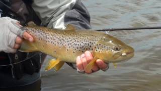 By Gum Western Lakes Tasmania Fly Fishing [upl. by Ahsiekel]