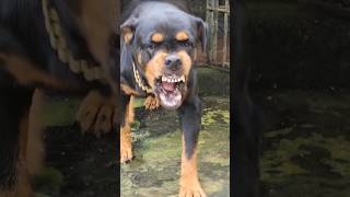 Angry dog barking sound angrypuppy cuteanimal pets angrypets cutepet angrydog funny animals [upl. by Ramyar114]