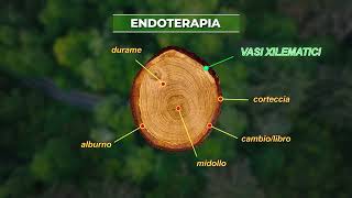 Endoterapia Toscana  La cura degli alberi rispettando lambiente [upl. by Anrol]