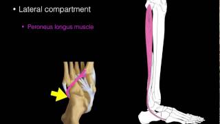 Lateral compartment leg muscles [upl. by Humble]