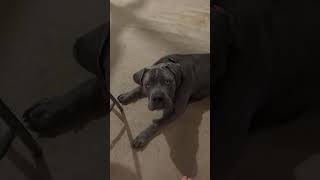 Cane corso flee treatment dogtraining dogtraining canecorso familydog dogbreed fleas [upl. by Ainesell]