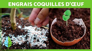 COQUILLES D’ŒUFS comme ENGRAIS pour PLANTES 🥚🌿 Comment utiliser les coquilles d’œufs au jardin ✅ [upl. by Ayocat]