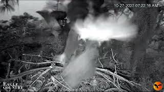 Abby and Blazer chase off a teenage bald eagle and an owl Eagle Country [upl. by Esinal]