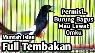 MURAI BATU GACOR FULL ISIAN TEMBAKAN MEWAH KENARI GELATIK CUNGKOK FLAMBOYAN DLL MB JEMBRES  M TOX [upl. by Jeramey]