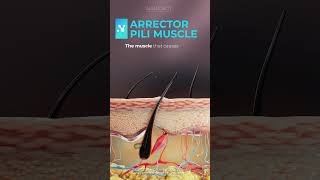 Arrector Pili Muscle [upl. by Jennica557]