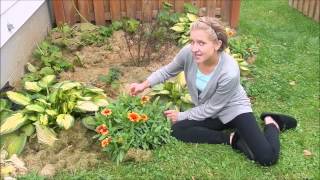 Gaillardia × grandiflora  Blanket Flower [upl. by Charmian]