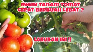 Andai tahu dari dulu ‼ Agar tomat berbuah lebat [upl. by Virgy284]