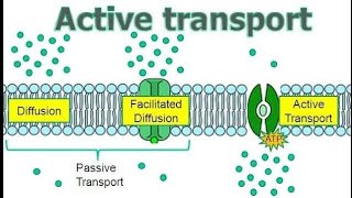 What is difference between Active transport diffusion and osmosis [upl. by Wallas]